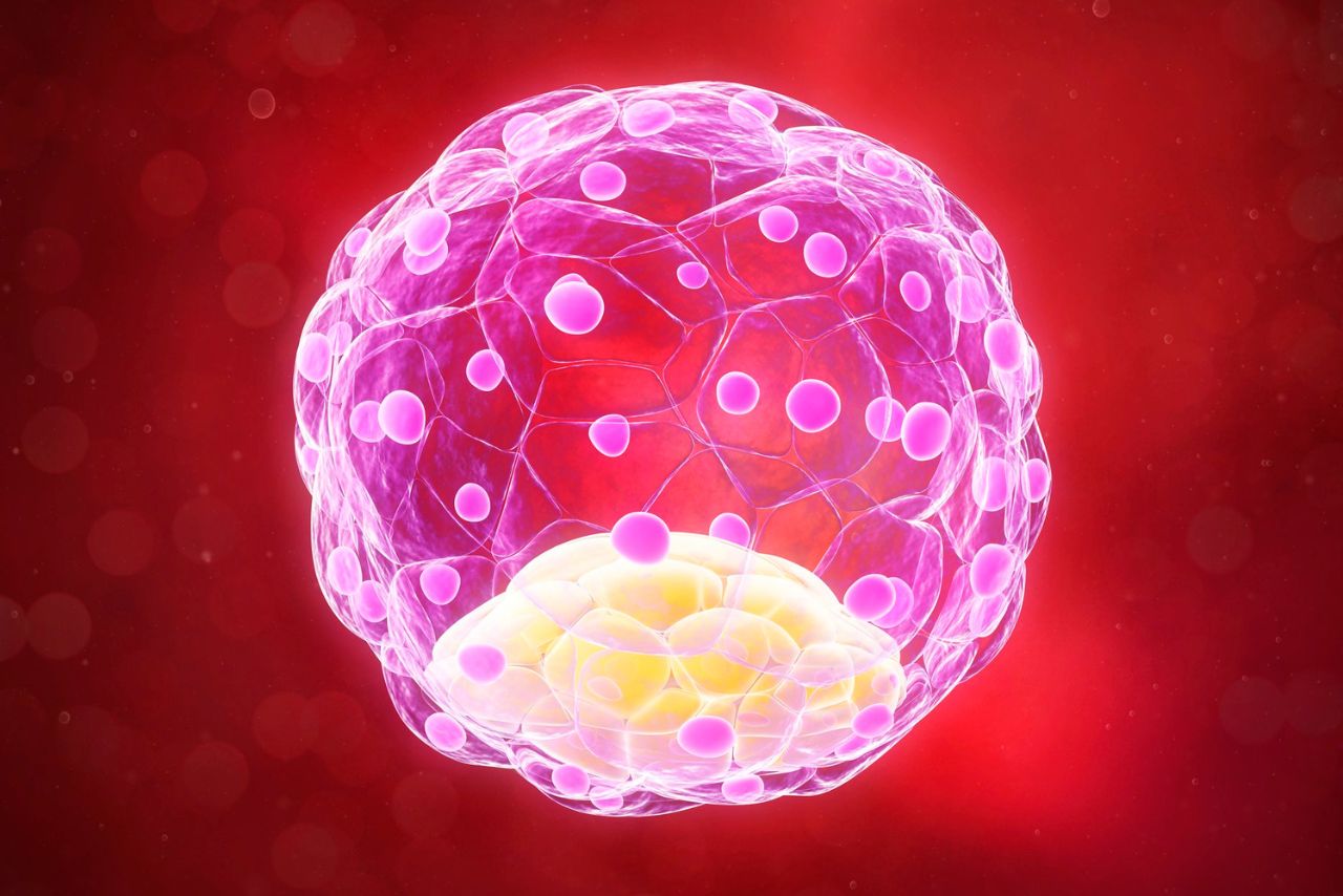 Blastocyst Culture Transfer