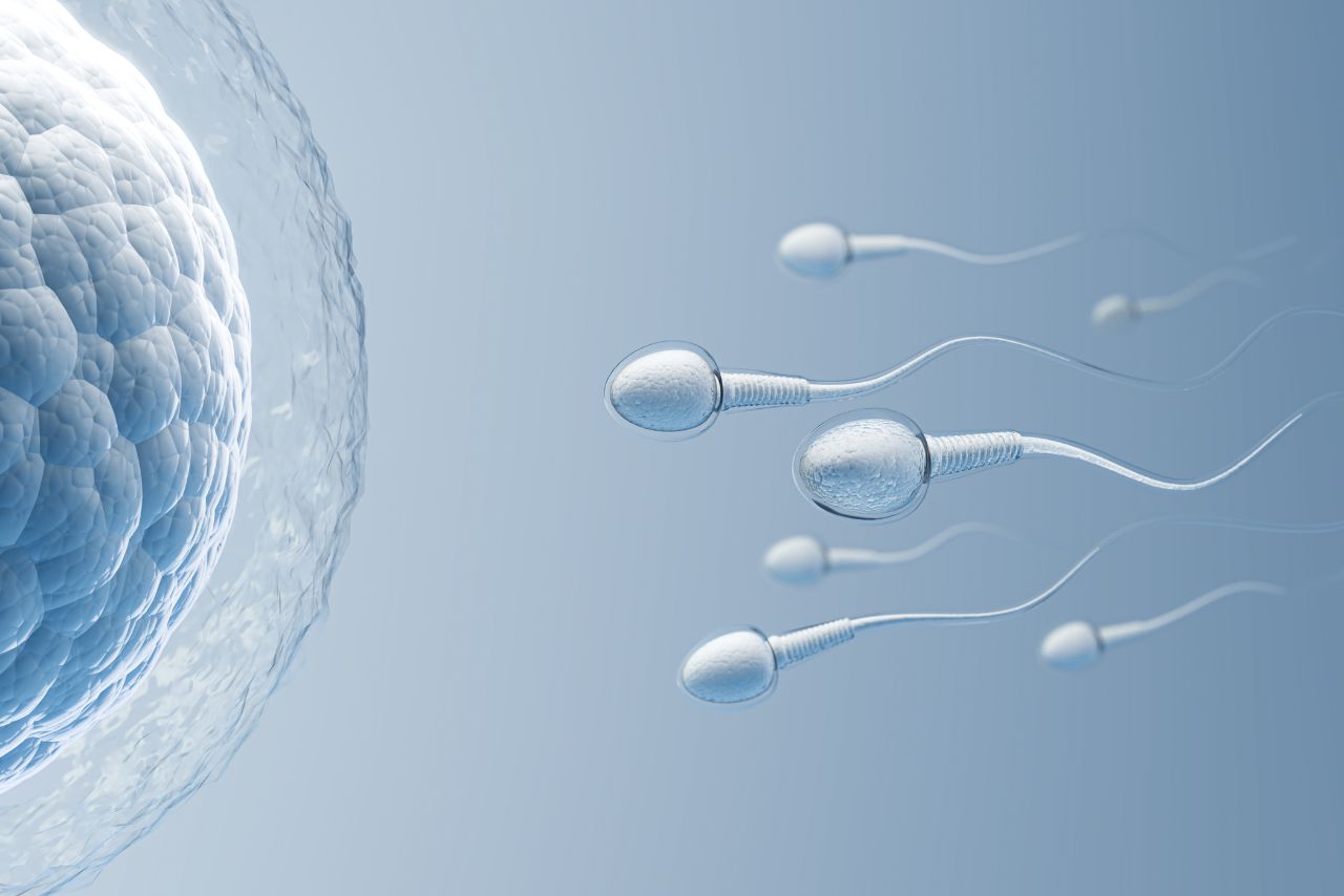 Sperm Retrieval (TESA_PESA_TESE)